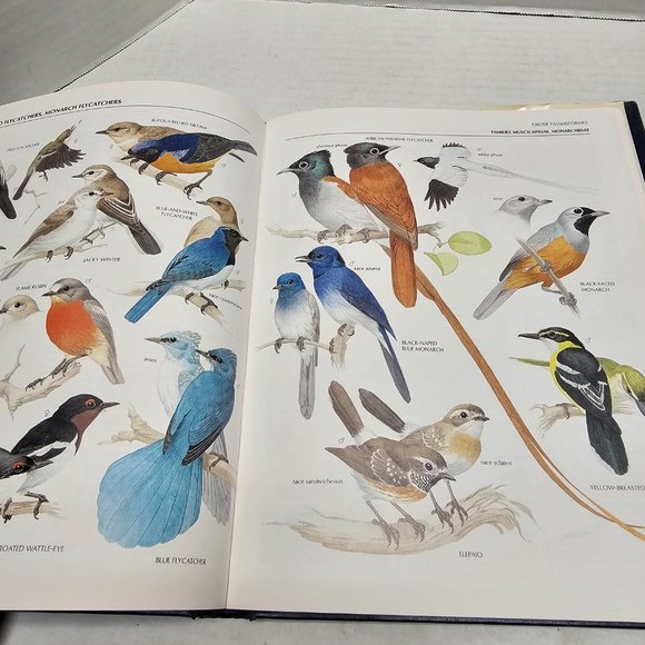 The Illustrated Encyclopedia BIRDS World DR Christopher Perrins History Book 90s - Picture 15 of 16